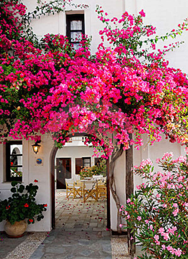 Taming the monster, or how to cut back your Bougainvillea | Landscape ...