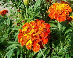 tagetes_petula