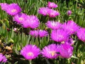 carpobrotus_acinaciforme