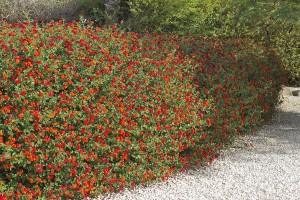 lantana_hedge